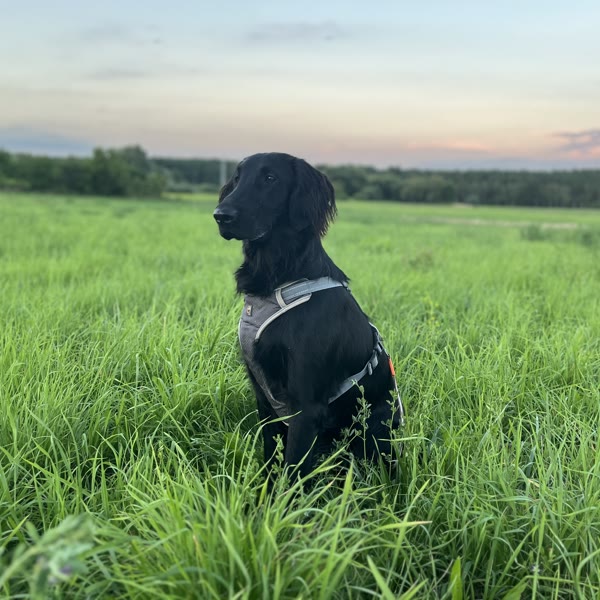 Fly — Flat-Coated Retriever
