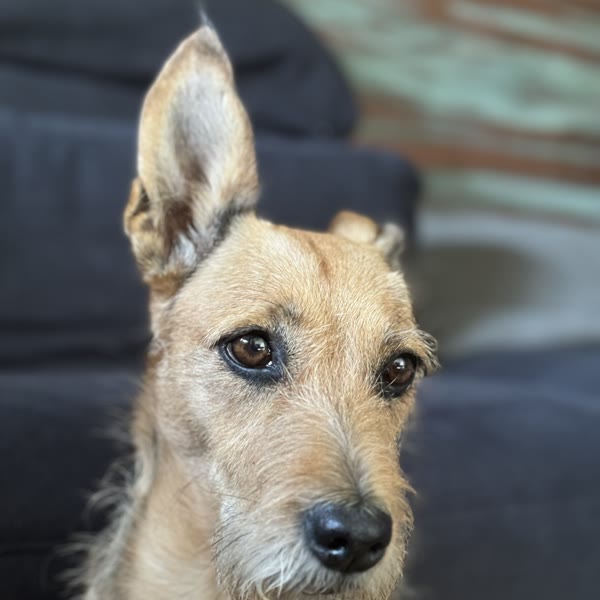 Mila — Adoptowana kundelka